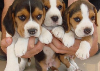 PERROS BEBES EN ALTA