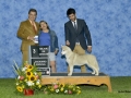 3 mejor de expo cachorro 2