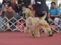 IDD (1010).JPG