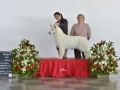 DSC4585_preview