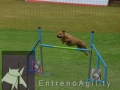 perro saltando vaya