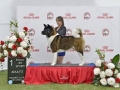 DSC8818_preview