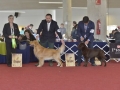IGD (2)_preview