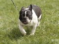 _MG_2431 copia