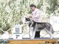 IPM (383)