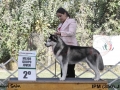 IPM (390)