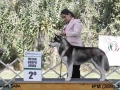 IPM (393)