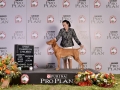 PDD (330)_preview