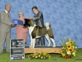 3 mejor de expo cachorro