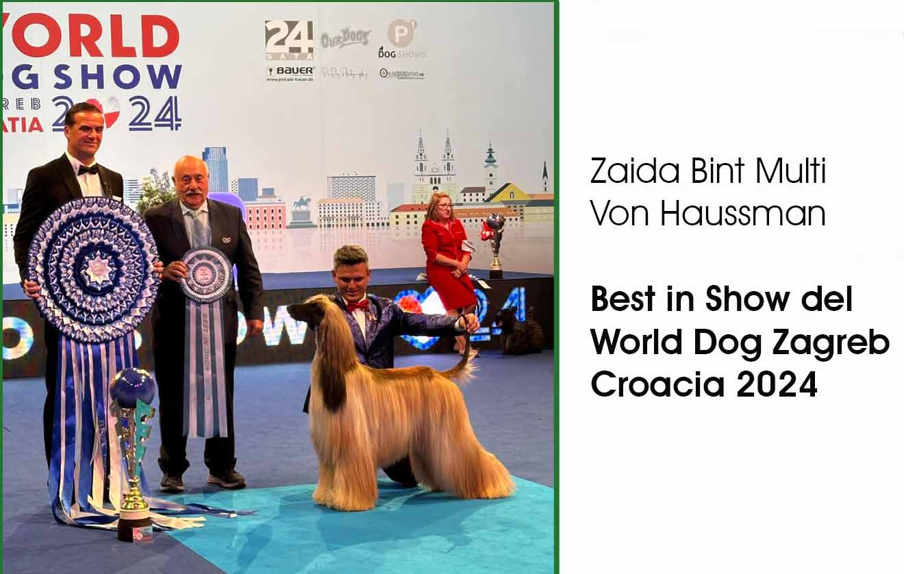 BEST IN SHOW DEL WORLD DOG ZAGREB GROACIA 2024.