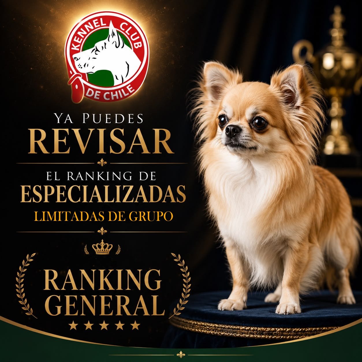 RANKING ESPECIALIZADAS Y LIMITADAS GRUPO 4-7-8. JULIO 2026.
